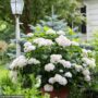 Hydrangea Macrophylla – Blushing Bride – #5 Container